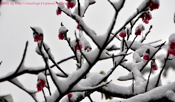 坪林雪地追櫻-22.JPG