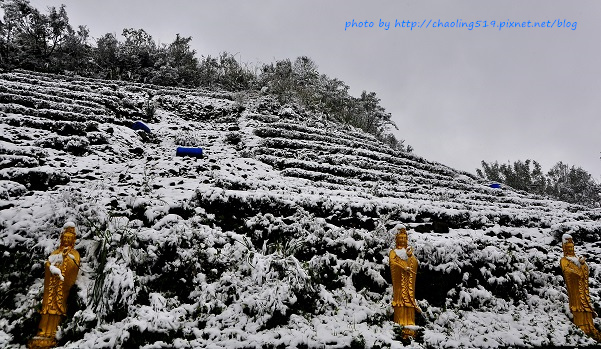 坪林雪地追櫻-25.JPG