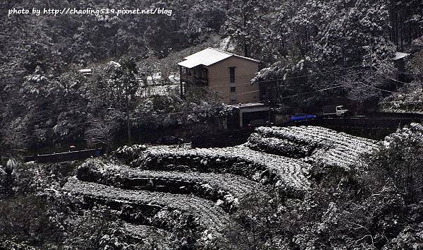 坪林雪地追櫻-26.JPG