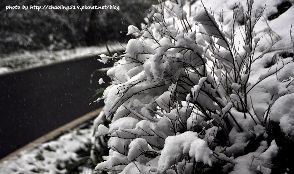 坪林雪地追櫻-35.JPG