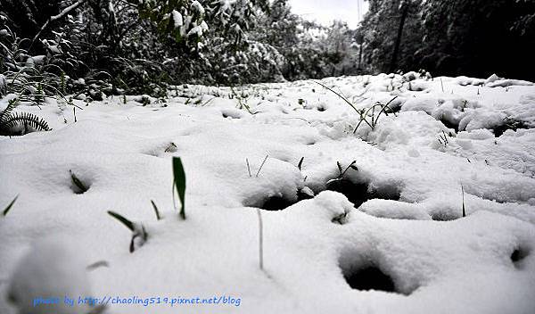 坪林雪地追櫻-41.JPG