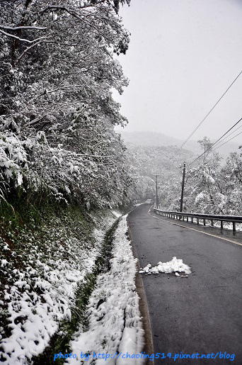 坪林雪地追櫻-47.JPG