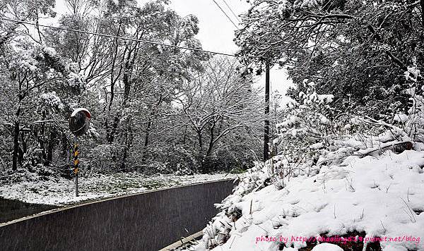 坪林雪地追櫻-48.JPG