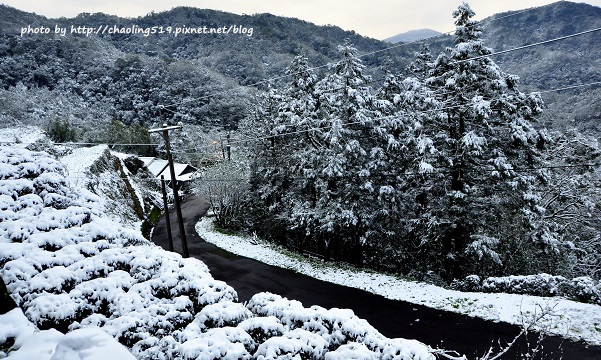 坪林雪地追櫻-50.JPG