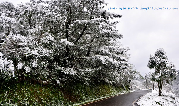 坪林雪地追櫻-54.JPG