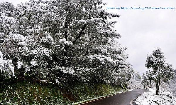 坪林雪地追櫻-54.JPG