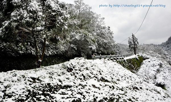 坪林雪地追櫻-55.JPG