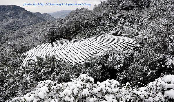 坪林雪地追櫻-56.JPG