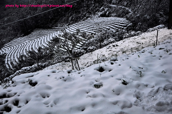 坪林雪地追櫻-57.JPG