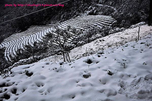 坪林雪地追櫻-57.JPG