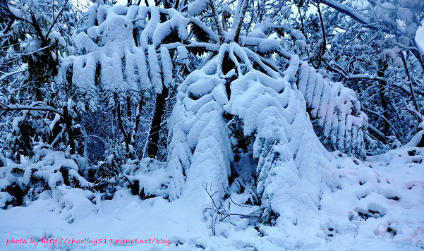 坪林雪地追櫻-59.JPG