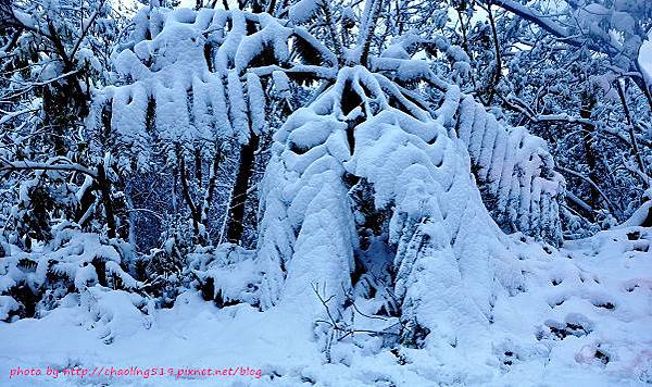 坪林雪地追櫻-59.JPG