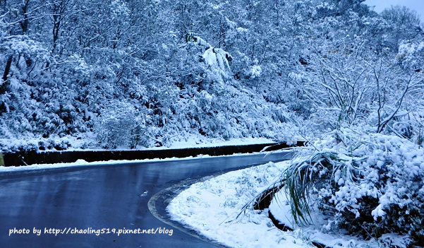 坪林雪地追櫻-62.JPG