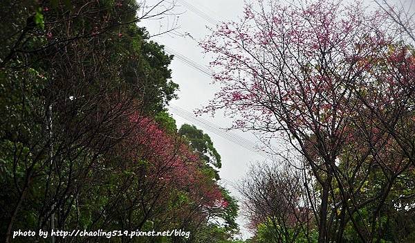 淡水滬尾櫻花大道-9.JPG