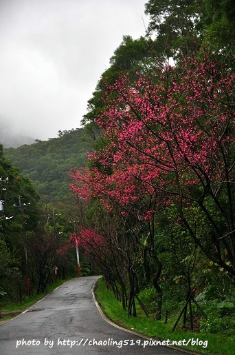 淡水滬尾櫻花大道-11.JPG