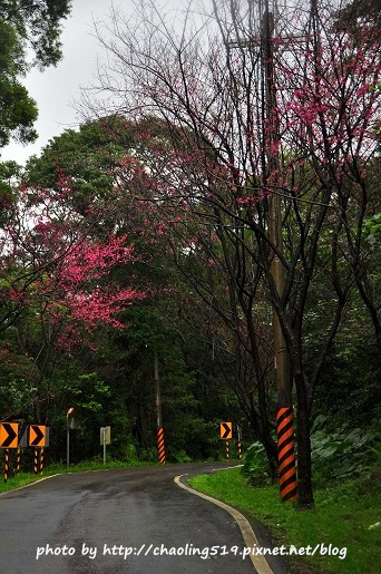 淡水滬尾櫻花大道-17.JPG