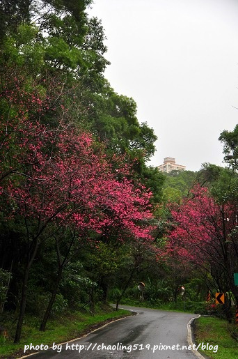 淡水滬尾櫻花大道-20.JPG