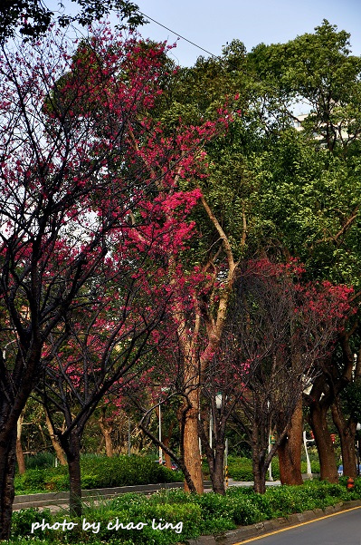 林口運動公園-14.JPG