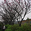 淡水三生步道-6.JPG