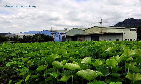 三樹路荷花池-1.JPG