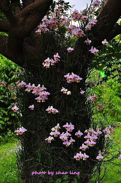 三樹路荷花池-11.JPG