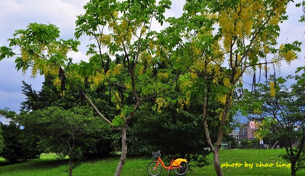 台北大學阿勃勒-1.JPG