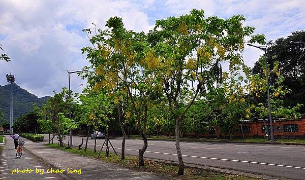 台北大學阿勃勒-19.JPG