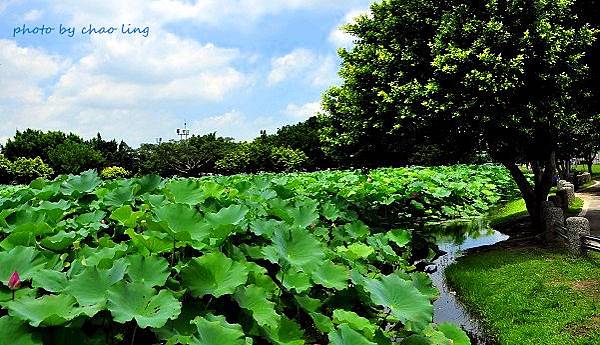 三重荷花公園-4.JPG