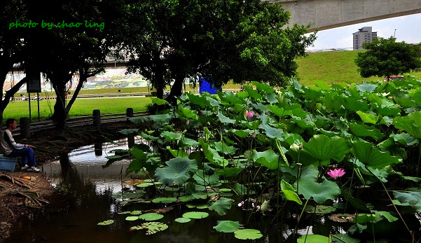 三重荷花公園-6.JPG