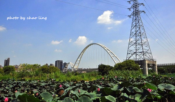 新月橋賞荷-1.JPG