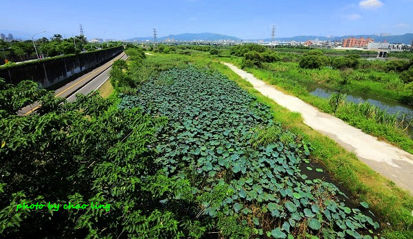 新月橋賞荷-29.JPG