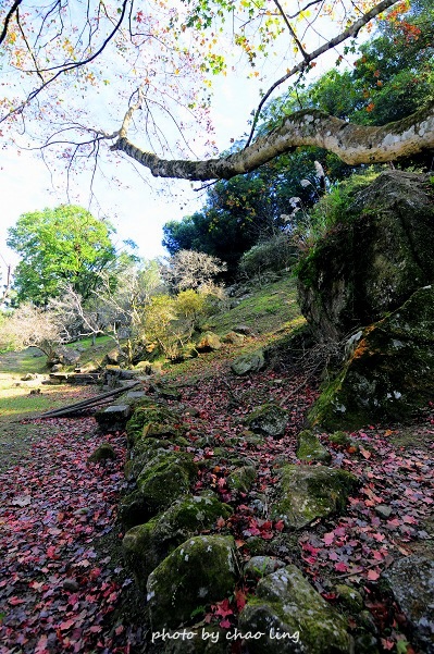 石門水庫楓季-17.JPG