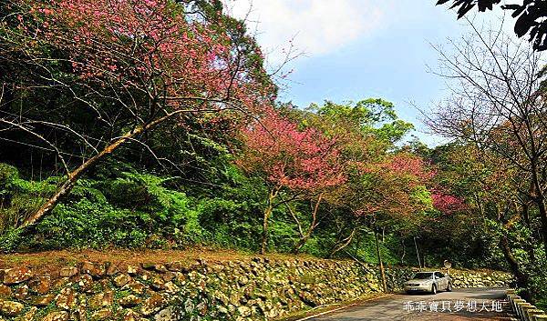 汐止大尖山櫻花季-6.JPG