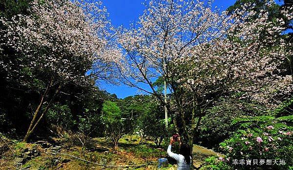 三板橋民宅櫻花園-14.JPG