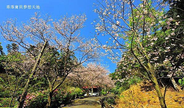 三板橋民宅櫻花園-16.JPG