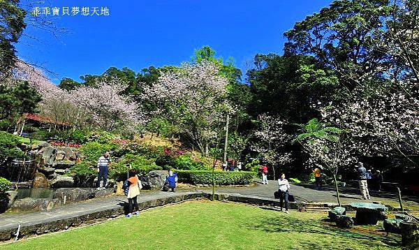 三板橋民宅櫻花園-21.JPG