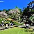 三板橋民宅櫻花園-21.JPG