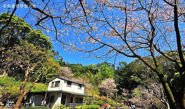 三板橋民宅櫻花園-25.JPG