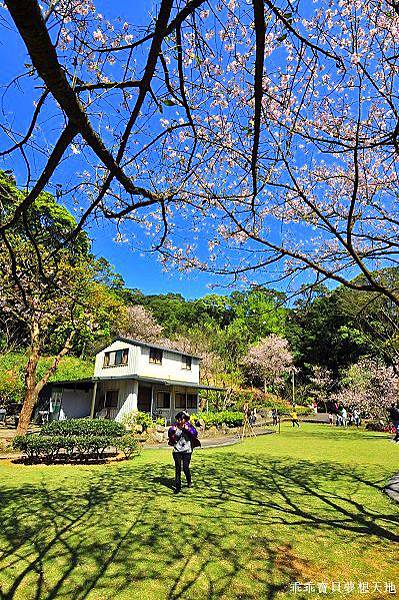 三板橋民宅櫻花園-26.JPG