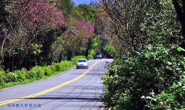 三芝櫻花公路-8.JPG