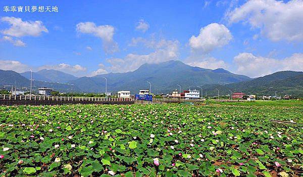 金山蓮花田-1.JPG