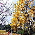 八里櫻花季-48.JPG