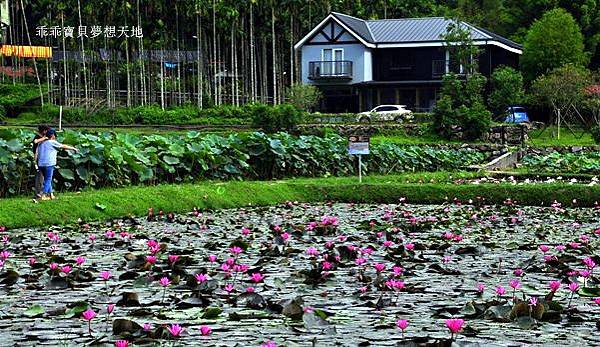 雙溪蓮花-1.JPG 雙溪蓮花-1.JPG