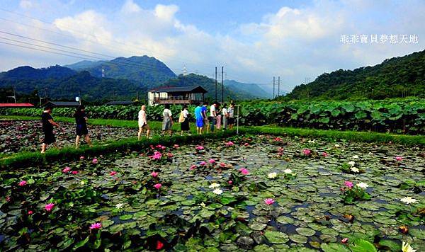 雙溪蓮花-16.JPG