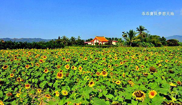 高雄杉林花海-1.JPG 高雄杉林花海-1.JPG