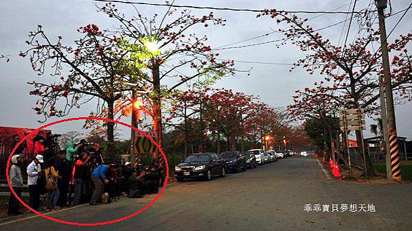 透早衝 很夯的火紅木棉道-林初埤 & 玉豐綠色隧道