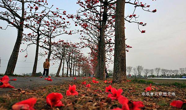 透早衝 很夯的火紅木棉道-林初埤 & 玉豐綠色隧道