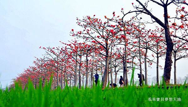 透早衝 很夯的火紅木棉道-林初埤 & 玉豐綠色隧道