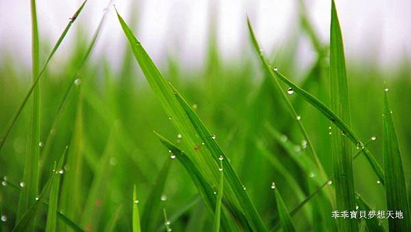 透早衝 很夯的火紅木棉道-林初埤 & 玉豐綠色隧道