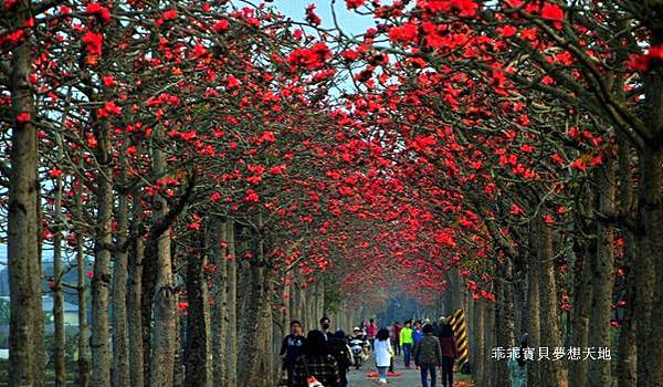 透早衝 很夯的火紅木棉道-林初埤 & 玉豐綠色隧道
